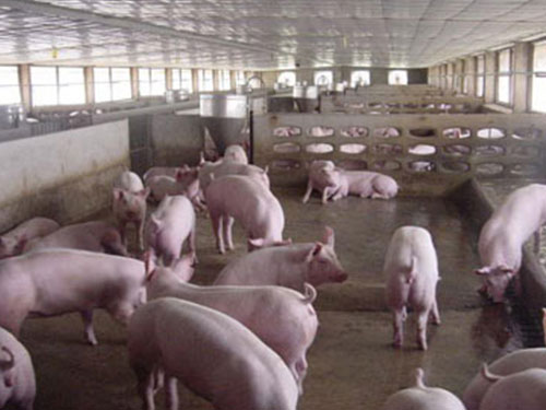 母豬飼養(yǎng)研發(fā)實(shí)驗(yàn)基地