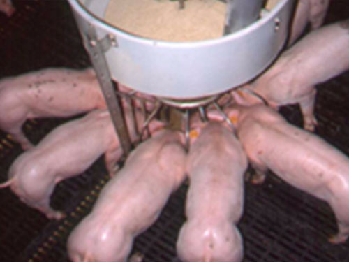 小豬教槽料喂養(yǎng)實(shí)驗(yàn)