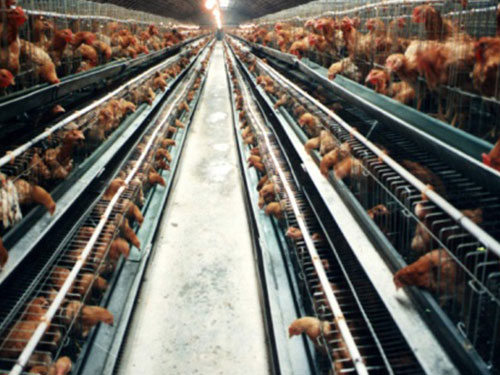 蛋雞飼料研發(fā)喂養(yǎng)實(shí)驗(yàn)